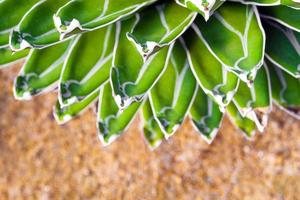 färska blad detalj av agave victoriae reginae foto