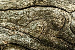 textur av trä