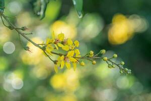 klase av galfimi glauca med vibrerande gul blooms och röd detaljer. foto