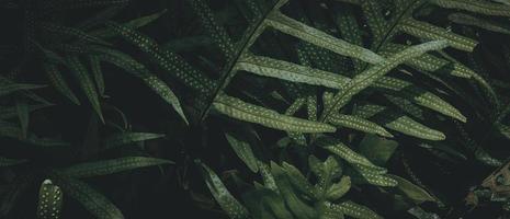 tropisk grön blad bakgrund, mörkt ton tema. foto