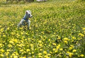 valpschnauzer i vit färg poserar på ett fält med gula blommor foto