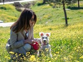 kvinna med schnauzer hund i gula blommor fält foto