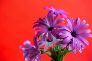 skön vit och lila osteospermum blommor på röd bakgrund foto