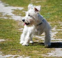 vit schnauzer valp väntar på sin ägare i fältet foto