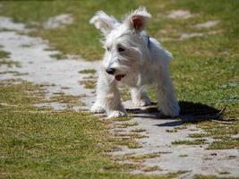 vit schnauzer valp väntar på sin ägare i fältet foto