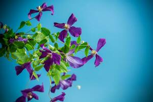 skön blomning clematis på en blå bakgrund foto