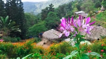 rosa cleome hassleriana blomma foto