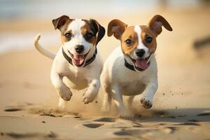 två domkraft russell terrier hundar löpning på de strand i sommar, domkraft russell terrier och domkraft russell terrier spelar i de sand, ai genererad foto