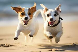 två domkraft russell terrier hundar löpning på de strand, domkraft russell terrier och domkraft russell terrier spelar i de sand, ai genererad foto