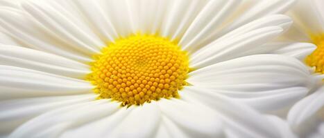 fantastisk makro av en daisy. ai generativ foto