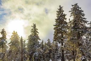 solsken mellan snöat i isiga granar brocken harz tyskland foto