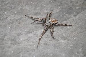 spindel på nätet foto