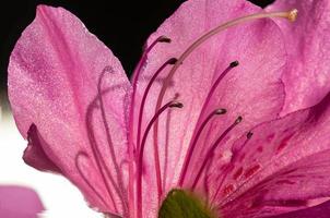 rosa blomma med ståndare och pistiller foto