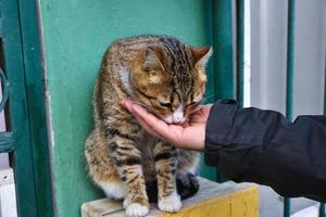 söt katt som äter kattmat från en mans hand foto