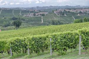 vingårdar i den kuperade regionen Langhe, norra Italien, UNESCO -plats. foto