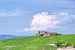 vingård omgiven av vingårdar, i regionen Langhe, Italien.