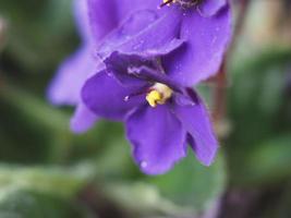 violett saintpaulia blomma
