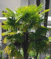 palmträdsområden foto