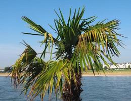palmträdsområden foto