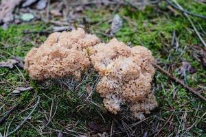 svamp på marken av en skog