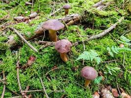svamp på marken av en skog