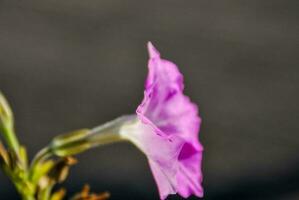 bakgrund med en blomma foto