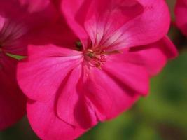 pelargonväxt geraniales rosa blomma foto