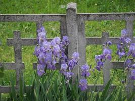 iris iris germanica, lila blomma