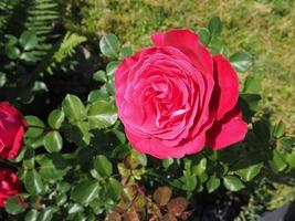 rosa rosblomma