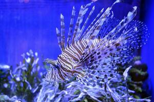 clown fisk, amphiprioninae, i akvarium tank med rev som bakgrund. foto