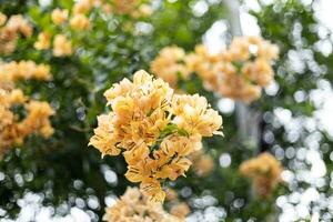 orange bougainvillea blommor i de trädgård foto