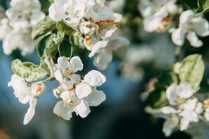 blomning äpple träd grenar med vit blommor närbild. foto