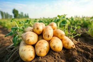 nyligen UPPTAGITS potatisar på de fält. selektiv fokus. natur, nyligen plockade potatisar på jordbrukare fält, friska organisk producera, ai genererad foto