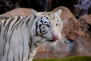 en vit tiger foto