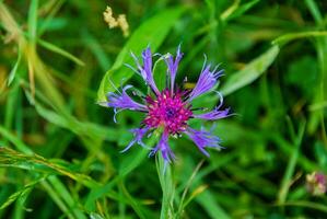 en violett blomma foto