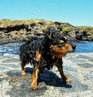 hund på stranden foto