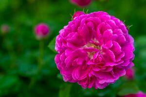 rosa reste sig blommor i trädgård foto