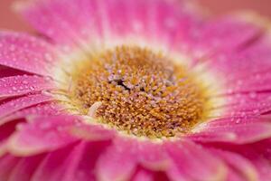 rosa daisy gerbera blomma stänga upp foto