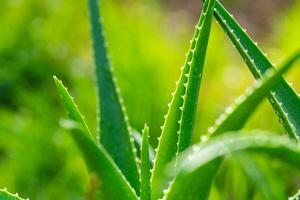 aloe vera växt stänga upp foto