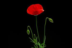 röd vallmo blomma på svart bakgrund foto