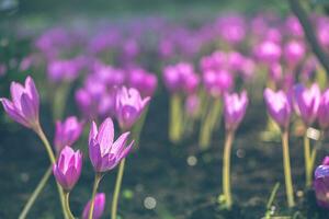 rosa colchicum blommor i de trädgård i de Sol. skön blommor, naturlig bakgrund foto