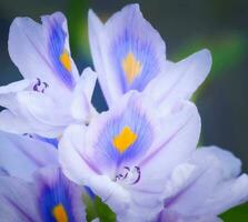 skön blomning blomma foto