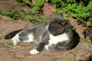 de grå katt är slumra, med hans Tass undangömt under honom, hans huvud vände sig i profil till de Sol. horisontell Foto, närbild foto