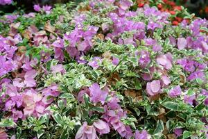 de skön papper blomma växt har de latin namn bougainvillea glabra kräsen foto