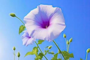 morgon- ära blomma med blå himmel. ai genererad. foto