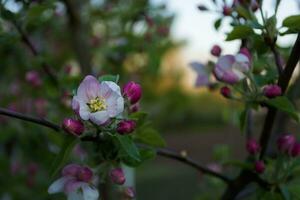 äpple blomma i vår, närbild av rosa blommor. foto