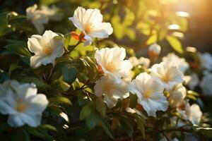 skön vit rhododendron blommor i de solljus, jasmin blommor i en trädgård, ai genererad foto