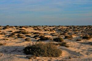 de öken- är täckt i sand och buskar foto