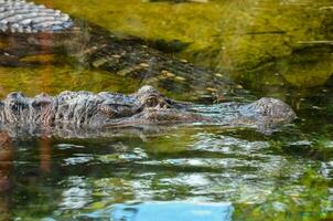 ett alligator är simning i de vatten foto