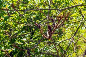 rhus tyfin i tidigt vår. rhus tyfina, sven sumak, är en arter av blommande växt i de Anacardiaceae familj. foto